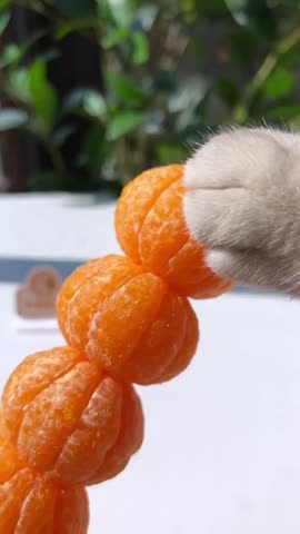 miyavlikedicikler-___CbIgpuKA1Jx___-