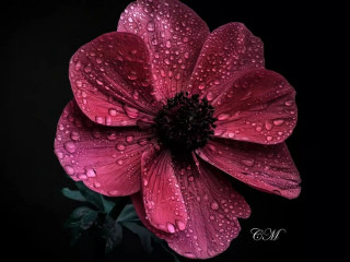 loves_united_flora-___CbIhX-rMeEI___-