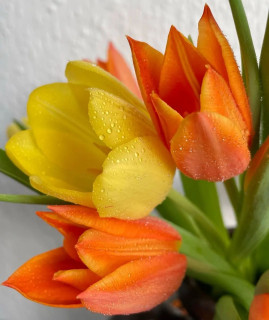 ponyfony_flowers-___CbSvYE2tGNh___-