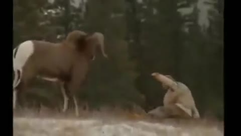 video-6c46443352a7888c29fcfe771388dcbf-V