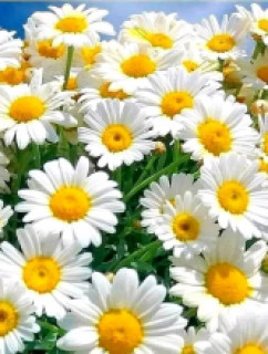 Foiz__FB_IMG_16484854247610313