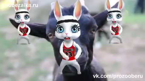 черная_коза