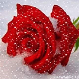 roza_na_snegu