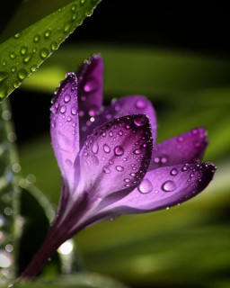 macro_delight-___Cb4gq2GgiJ9___-