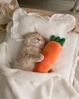 thecatshowcase-___CcK77Qsqr5h___-3