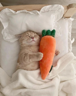 thecatshowcase-___CcK77Qsqr5h___-1