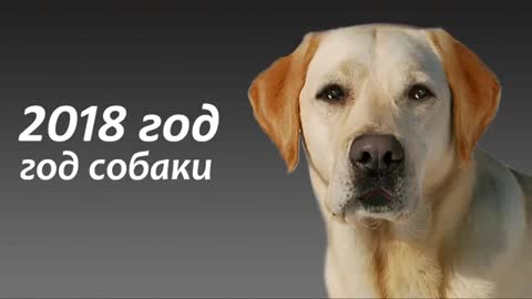 VID-20171231-WA0002