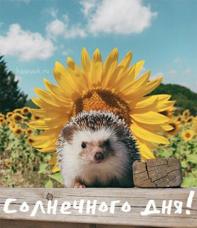 Солнечного_дня