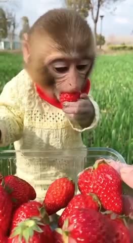 video-7d3c81f2db3a6aa0f17d5e756e66c292-V