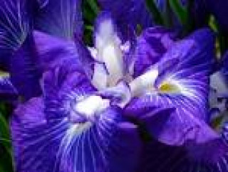 images-1
