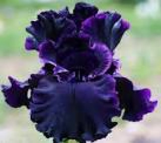 images-10