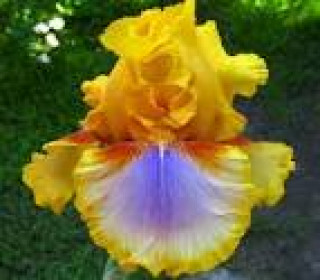 images-11