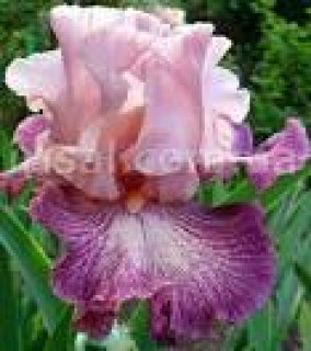 images-12