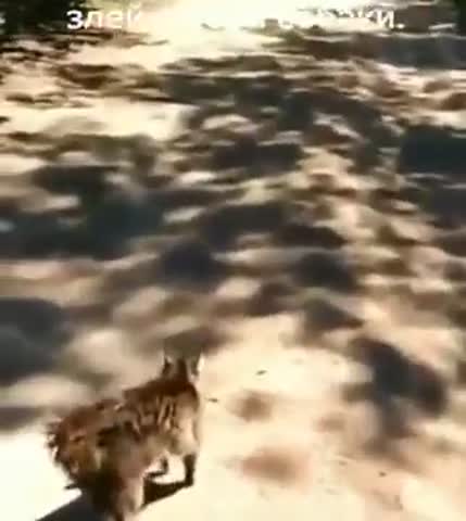 Злее_собаки_