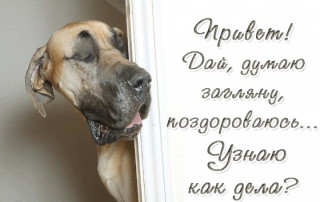 Привет
