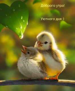 Доброго_утра