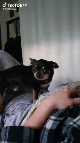 Говорящая собака