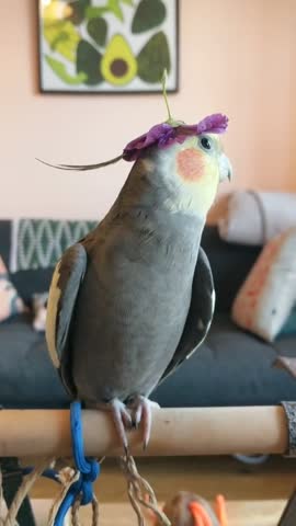 video-ff0e2676135490f8cb47c45b72bcb9fd-V