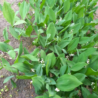 IMG-e960774930746197c6a3c3b21a6bcf66-V