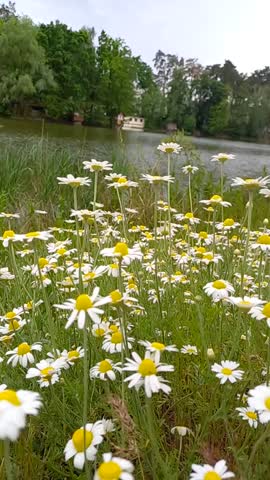 video-e51141f803701aad738c2415239bb88d-V