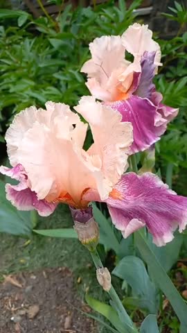 video-1865526c08a1c255be224396a1560253-V