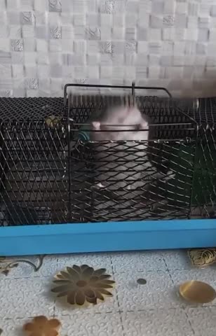 video-a5436827fe2817312fa6832a62bbfb25-V