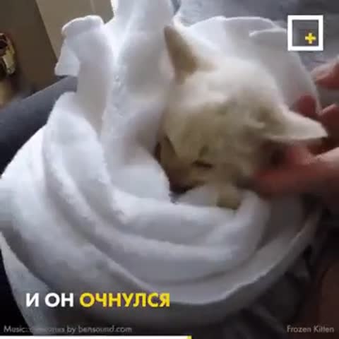 Любовь к животным