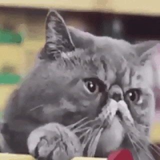 smile-cat