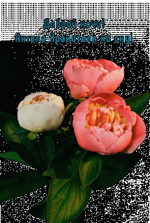 GIF-ca91c7eac140bd2b37157b71c7669a68