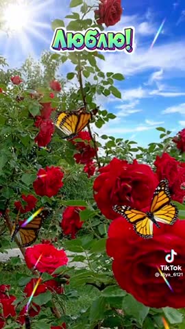 video-49312b78fe1dadc855324590a2b431f9-V