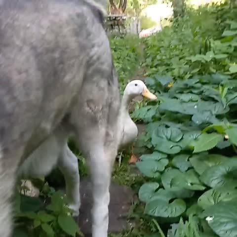 video-ff41782330a2916343c632bd8abee267-V