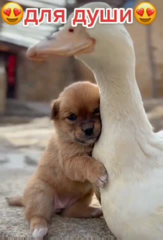 video-6794e8507d6880287ef24aa05b54b860-V