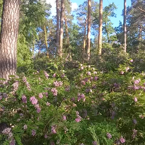 video-0087e52f1681aac5548c78cb3ee5f99c-V