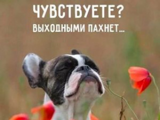 IMG-2380a5f12fb5296a5432fd6b231abfbe