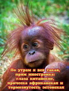 IMG-e919fde646a6a876fdff96209261b205-