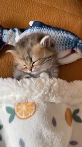 cutecatsfu-___Ce81KjaKFwl___-