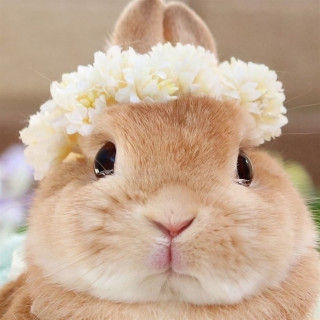 cute_bunny_ig-___CfEhBhuFxyT___-1