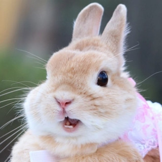 cute_bunny_ig-___CfEhBhuFxyT___-2