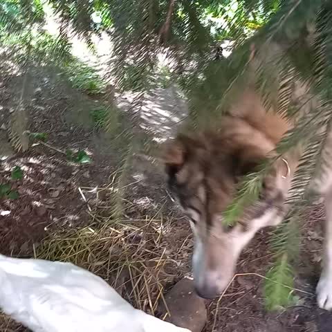 video-6aebdc2b3bdda110991aa43006c86f7d-V