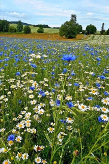 FB_IMG_16567495633077314