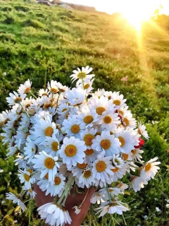 FB_IMG_16572774844933072