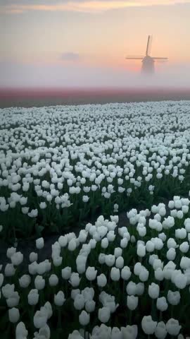 video-7450feb0c34b3fbad84c855195e1465e-V