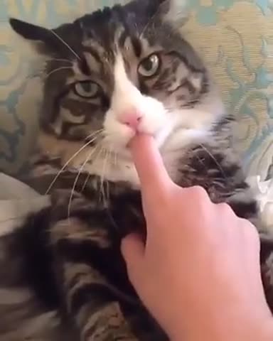 Был_бы_у_меня_такой_котне_женился_бы