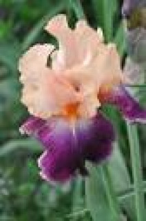 images-13