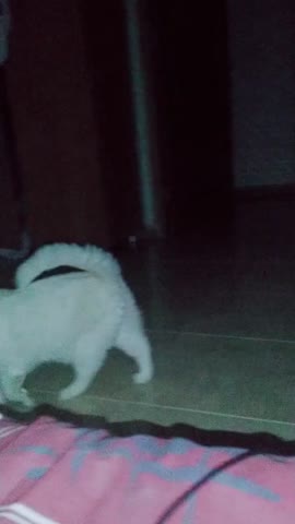VID_20220715_173523_447