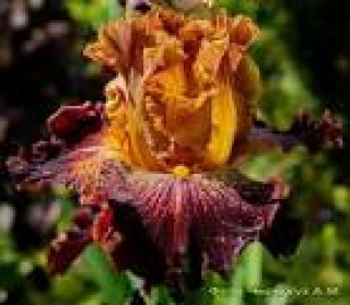 images-14