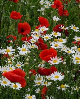 FB_IMG_16579758669072318