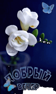 GIF-6a5fbc1e9a9692dff8ec290ed4d5d0d0