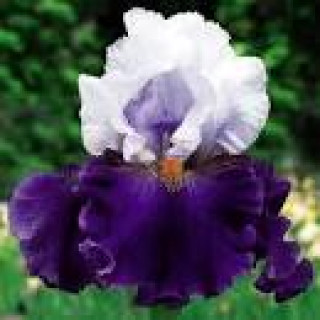 images-15