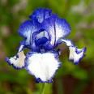 images-16